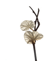 White Pinwheel, Marasmius epiphyllus