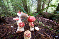 Mushrooms/lichens/fungi