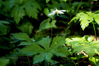 White Fawn lily